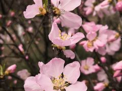 -北国之春国宴(乌兰察布店)