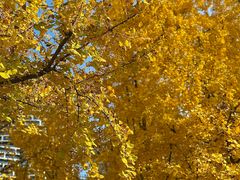 -重庆市江北嘴中央商务区中央公园