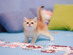 -Bastet sally猫舍购宠(静安店)