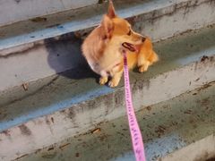 -瑞派动物医院·绝育·犬猫全科·预防医学(光景江南中店)