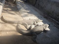 -昆明动物园
