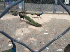 -长白岛森林公园