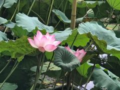 -荔湾湖公园