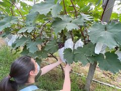 -马陆小张葡萄园农家乐