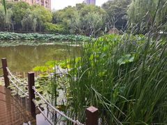 -陈家山荷花公园