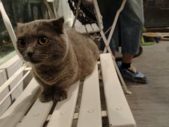 -猫亿天猫咖
