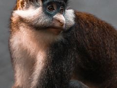 -沈阳森林动物园