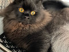 -momokira米努特·德文卷毛猫·棉花面纱犬
