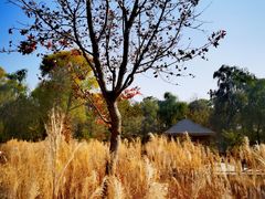 -野鸭湖国家湿地公园