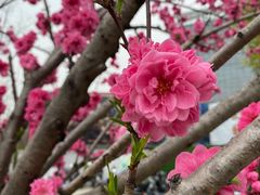 -蔡先生(双阳路店)