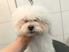 -帕帕拉兹宠物(亚洲旗舰店)