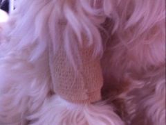 -瑞派福兴宠物医院犬猫全科·骨科·中西医结合(河东店)