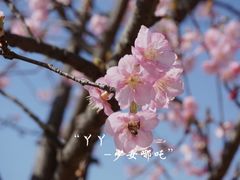 -顾村公园