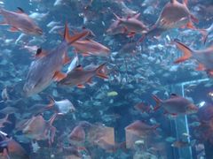 -成都浩海立方海洋公园