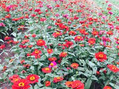 -三亚珠江南田温泉度假区