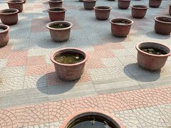 -莲花池公园