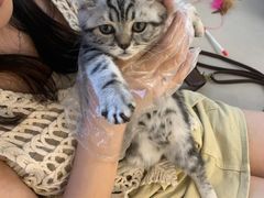 -lincat·猫舍(广州店)