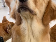 -怪兽屋·羊驼·猫咖·狗咖(俊华广场店)