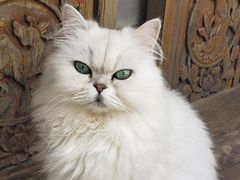 -喵屿·大理花园猫咖