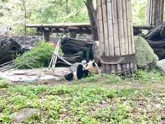 -都江堰中华大熊猫苑