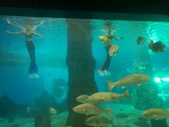 -北戴河圣蓝海洋公园