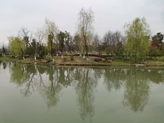 -九科绿洲