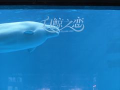 -海合安成都极地海洋公园