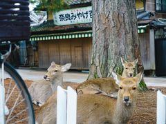 -奈良公园