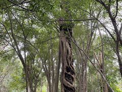 -中国科学院西双版纳热带植物园