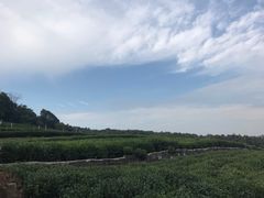 -中国茶叶博物馆(双峰馆区)