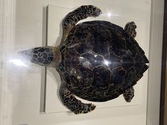 -青岛贝壳博物馆