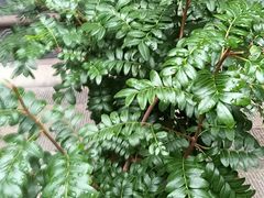 -香满楼(临安路店)