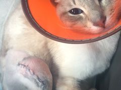 -菲丽丝宠物医院·24小时·猫科中心·免疫点(淮海分院)