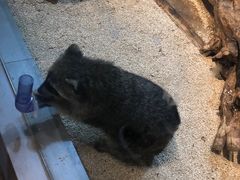 -昆明大悦城未来动物城(螺蛳湾中心店)