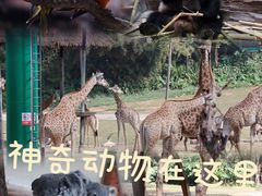 -广州长隆野生动物世界