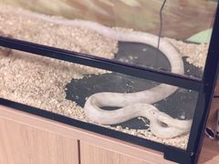 -藦茜花园宠物主题亲子互动体验馆(国顺东路店)