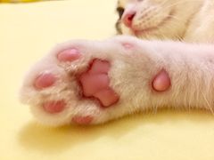 -猫大福·Fortune Cat猫舍(百子湾店)