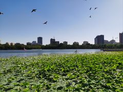 -莲花池公园