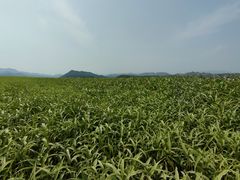 -西柏坡红色胜典景区