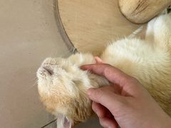 -平行世界·猫咖(首经贸店)