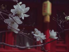 -大觉寺-停车场