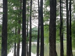 -荔湾湖公园