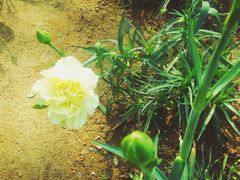 -松山湖梦幻百花洲