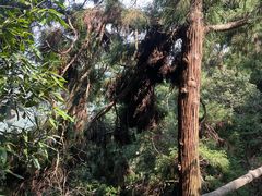 -东天目山风景区