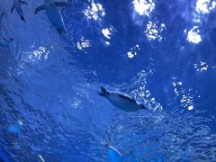 -上海海昌海洋公园