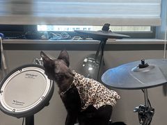 -pd派德宠物中心医院24H急重症·眼科中心·血液透析中心(嵩山北路店)