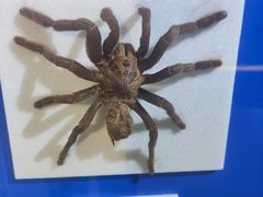 -上海昆虫博物馆