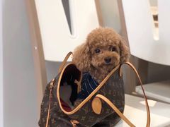 -瑞派动物医院·猫专科·至诚(江南中分院)