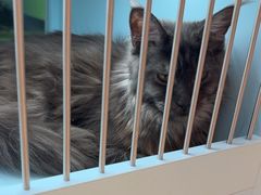 -FAELING PETS美天灵宠物(合生汇店)