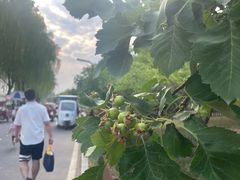 -洨河生态公园